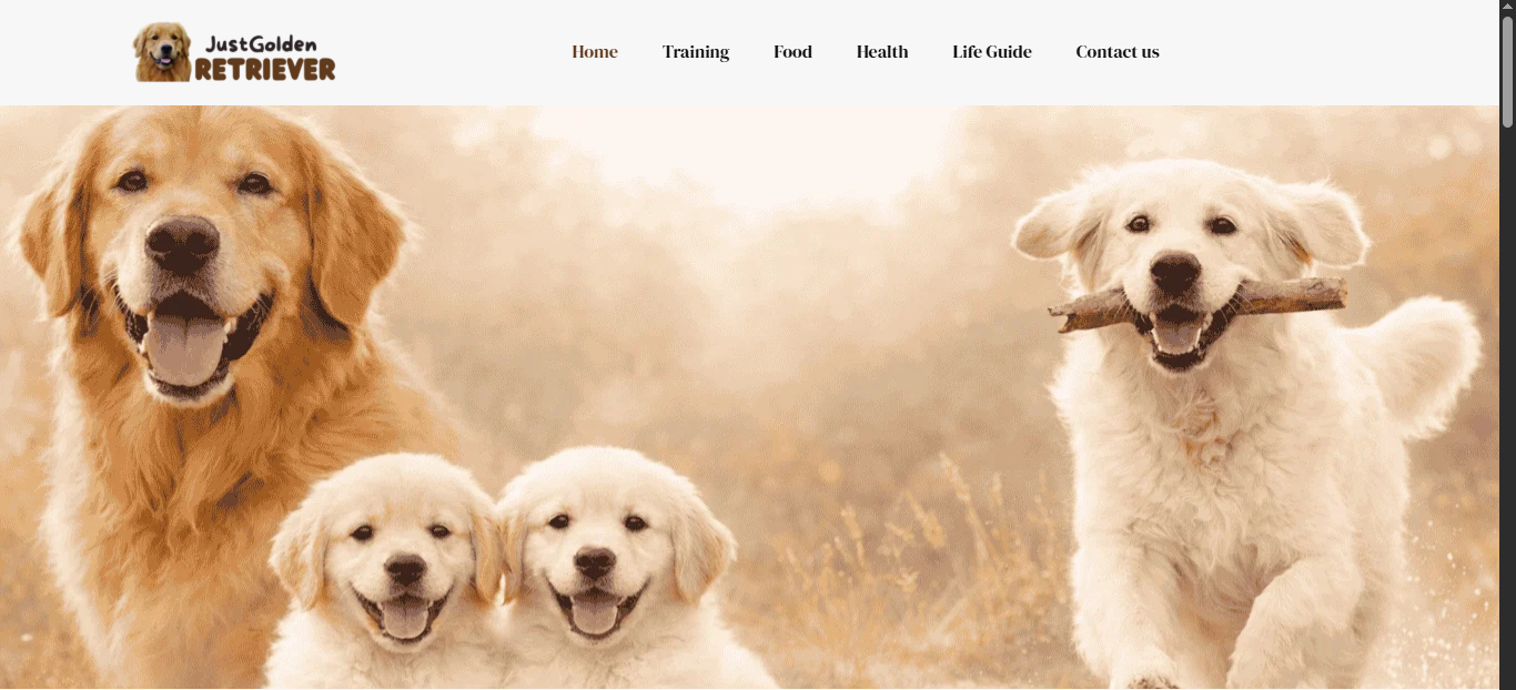 Custom web development services portfolio project